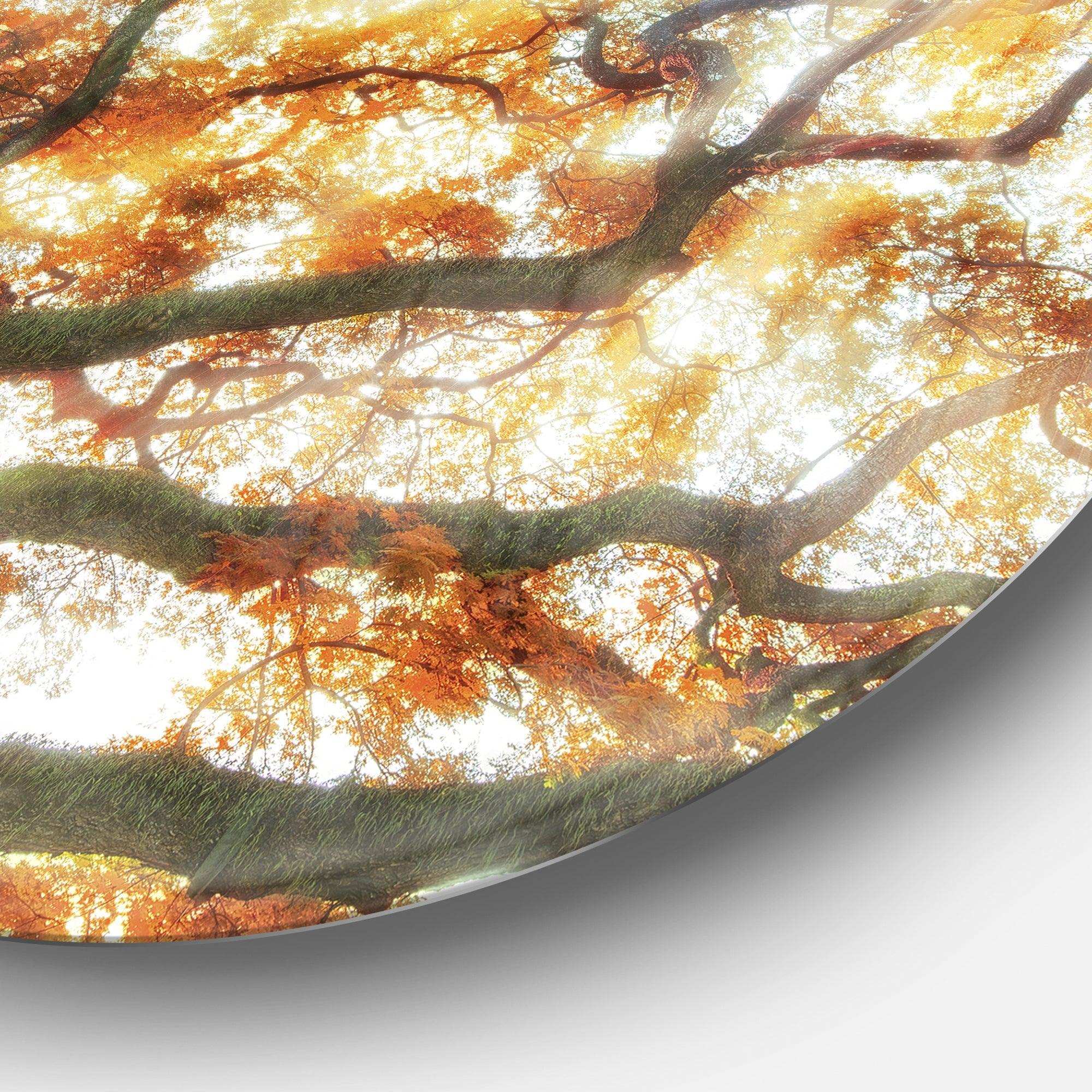 Big Tree - Floral Photography Metal Circle Wall Art