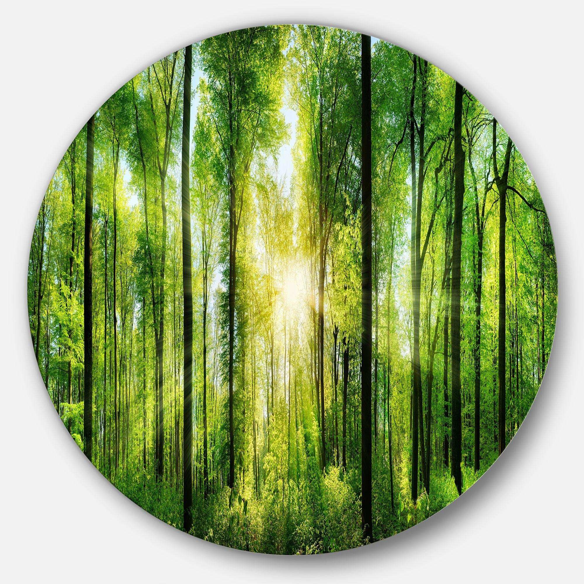 Forest with Rays of Sun Panorama - Landscape Oversized Circle Metal Wall Art