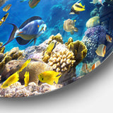Fish in Coral Reef - Animal Photography Circle Metal Wall Decor