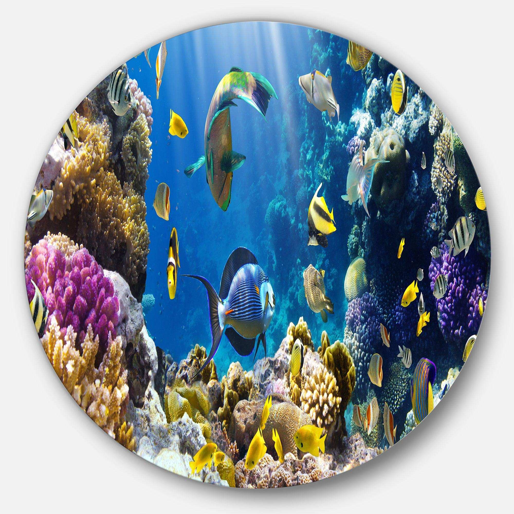 Fish in Coral Reef - Animal Photography Circle Metal Wall Decor