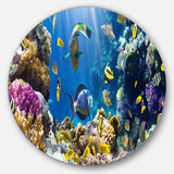 Fish in Coral Reef - Animal Photography Circle Metal Wall Decor