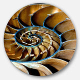 Brown Large Nautilus Shell - Abstract Circle Metal Wall Decor
