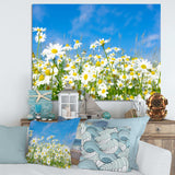 White Daisies under Bright Blue Sky