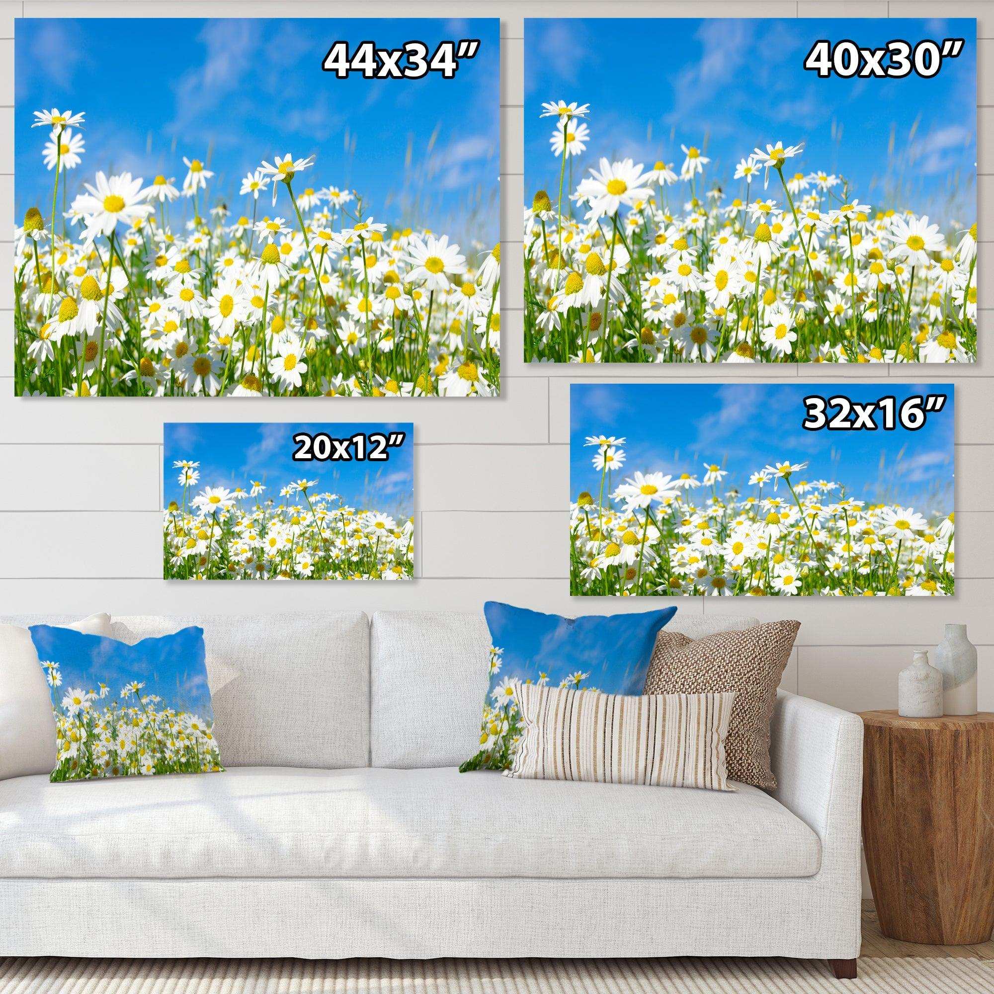 White Daisies under Bright Blue Sky