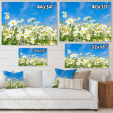 White Daisies under Bright Blue Sky