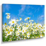 White Daisies under Bright Blue Sky