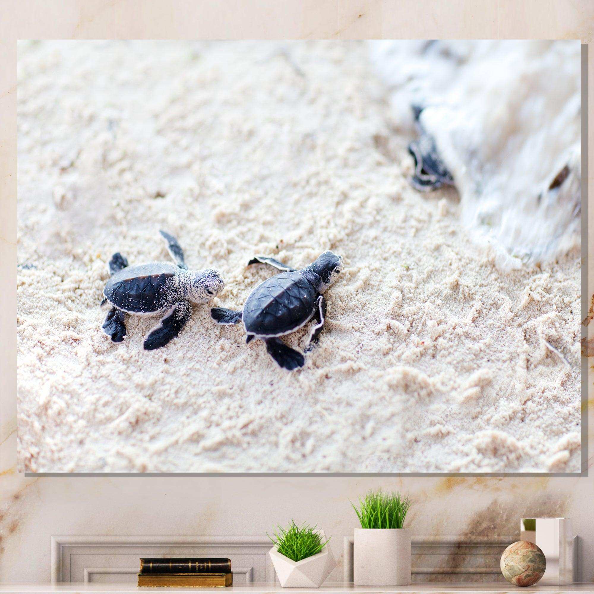 Baby Green Turtles on Sand - Animal Wall Art Print