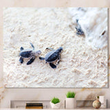 Baby Green Turtles on Sand - Animal Wall Art Print