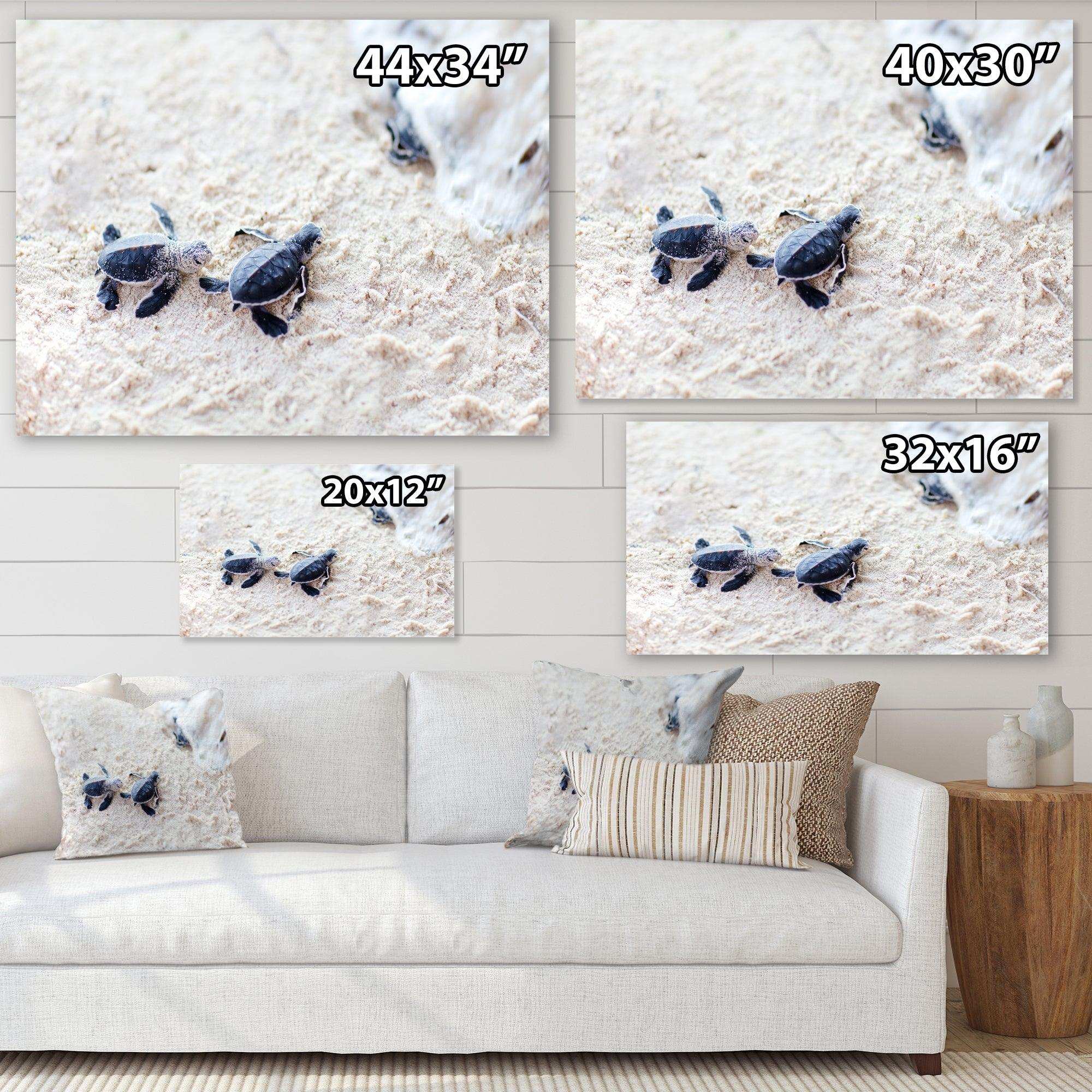 Baby Green Turtles on Sand - Animal Wall Art Print