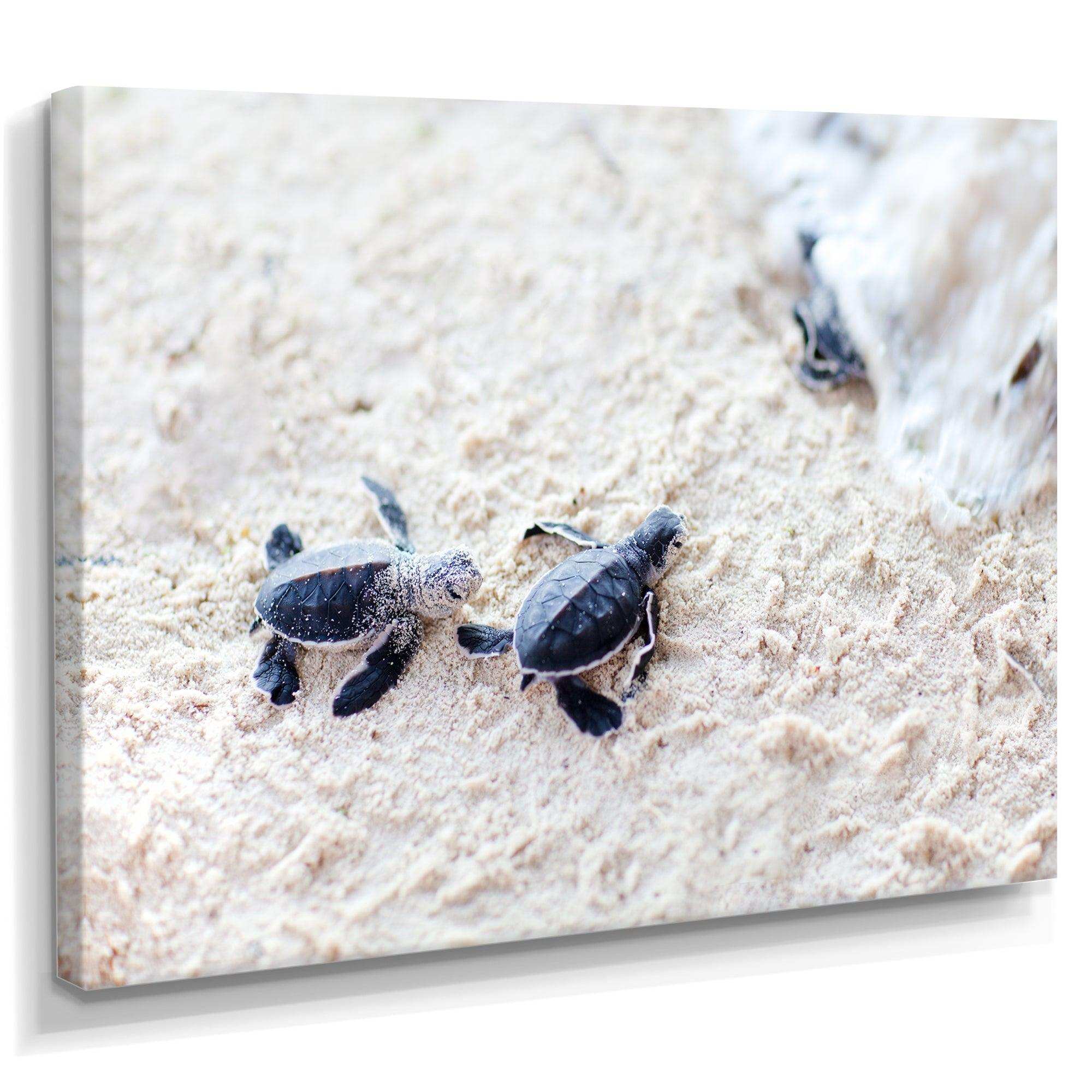 Baby Green Turtles on Sand - Animal Wall Art Print