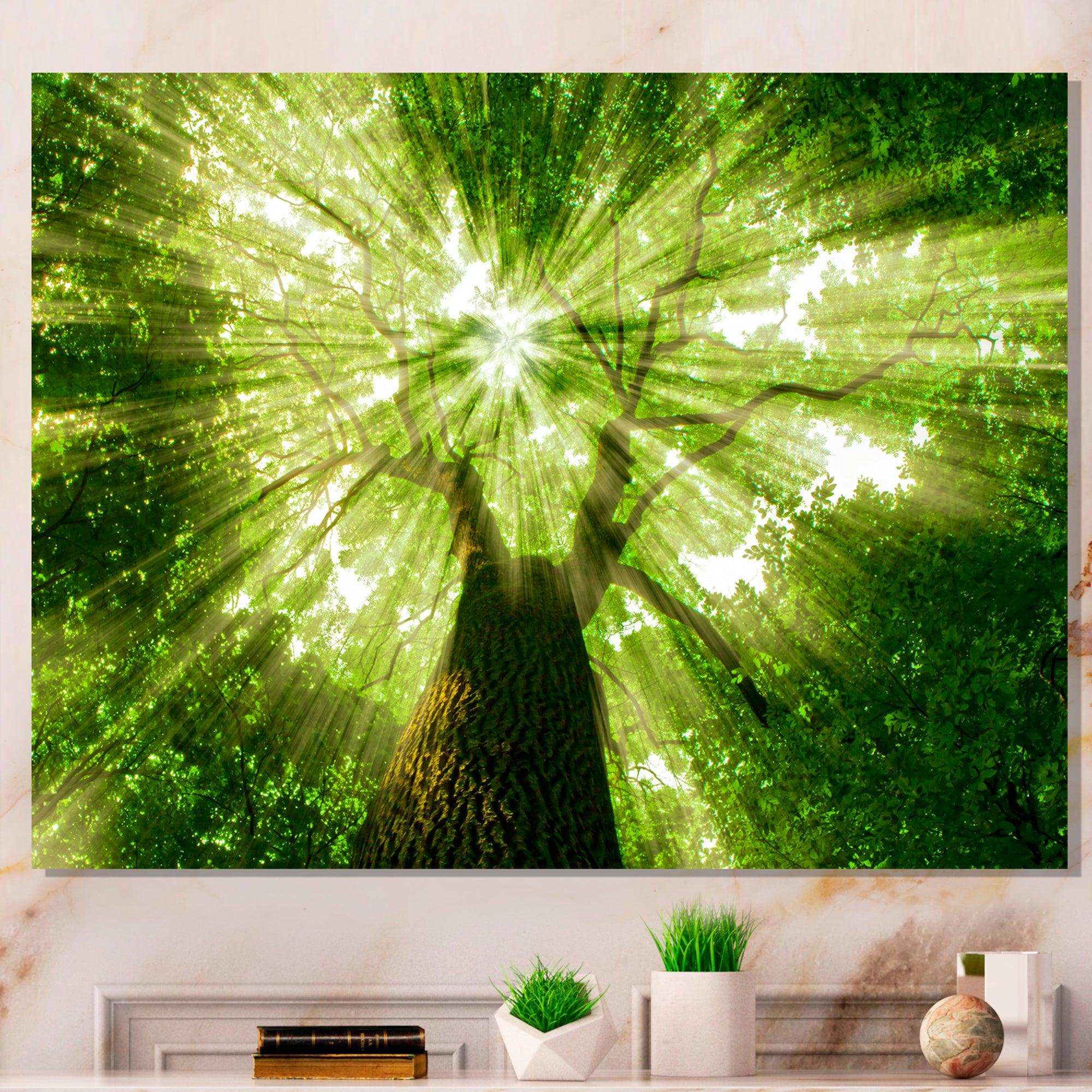 Sunlight Peeking through Green Tree