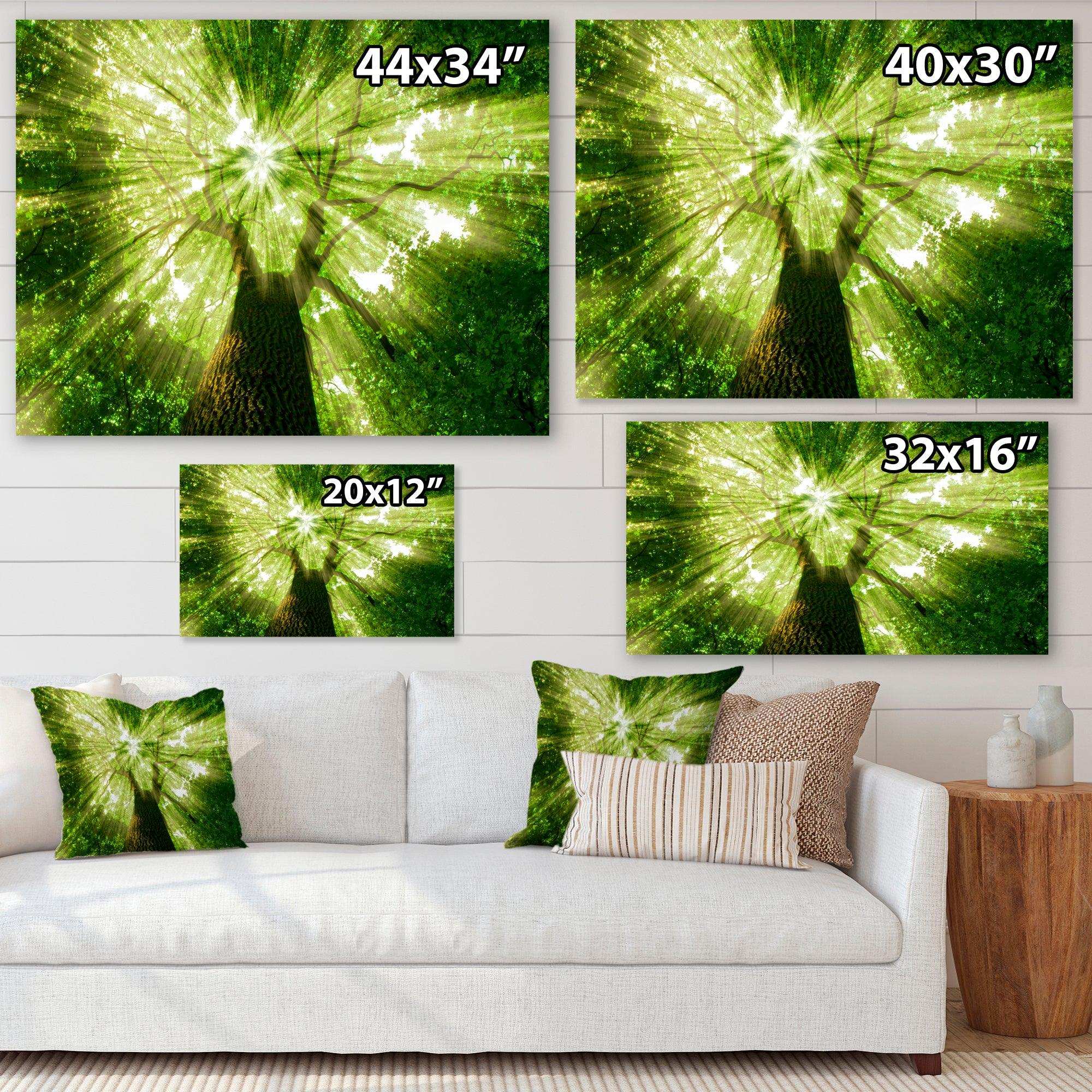 Sunlight Peeking through Green Tree