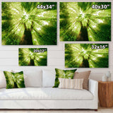 Sunlight Peeking through Green Tree