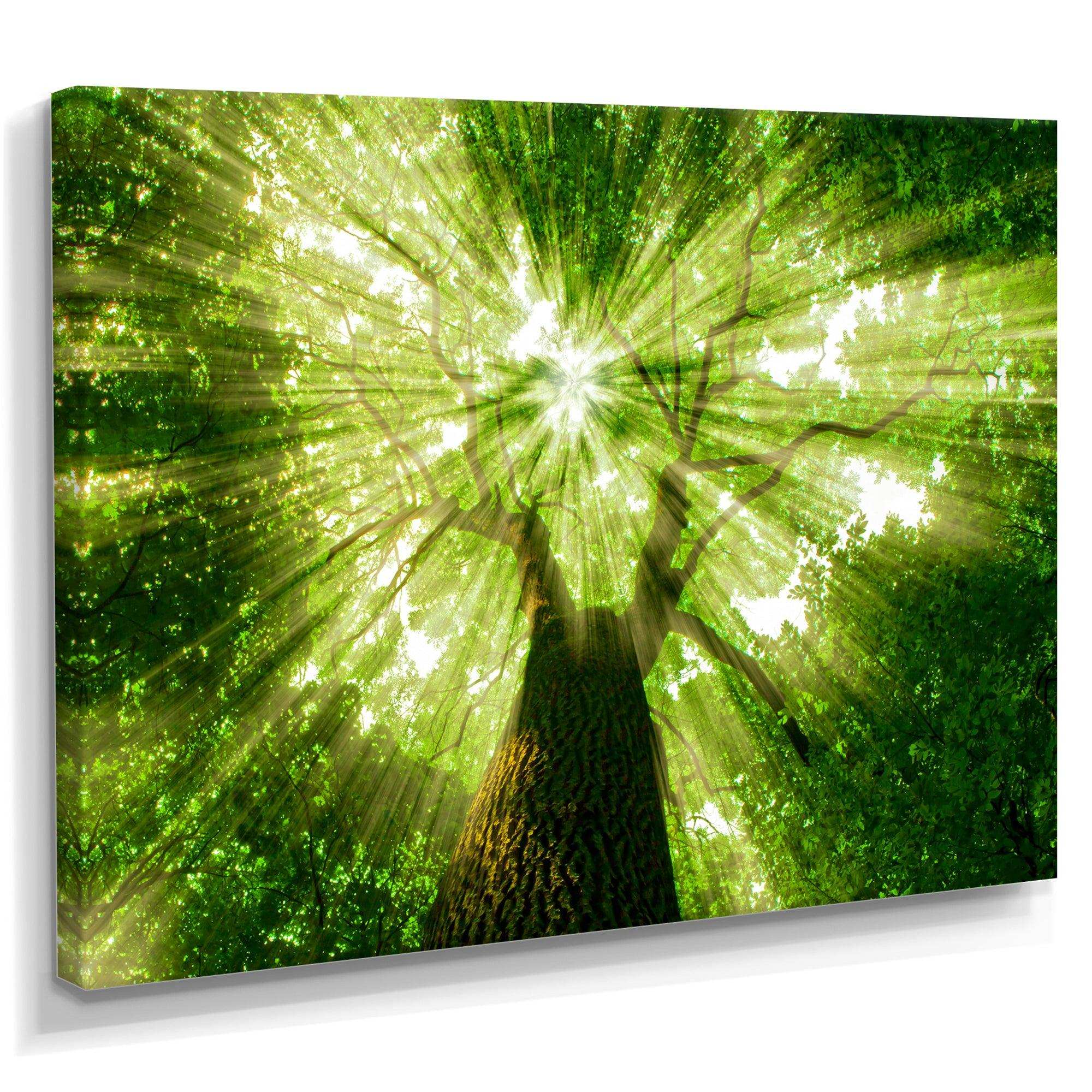 Sunlight Peeking through Green Tree