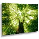 Sunlight Peeking through Green Tree