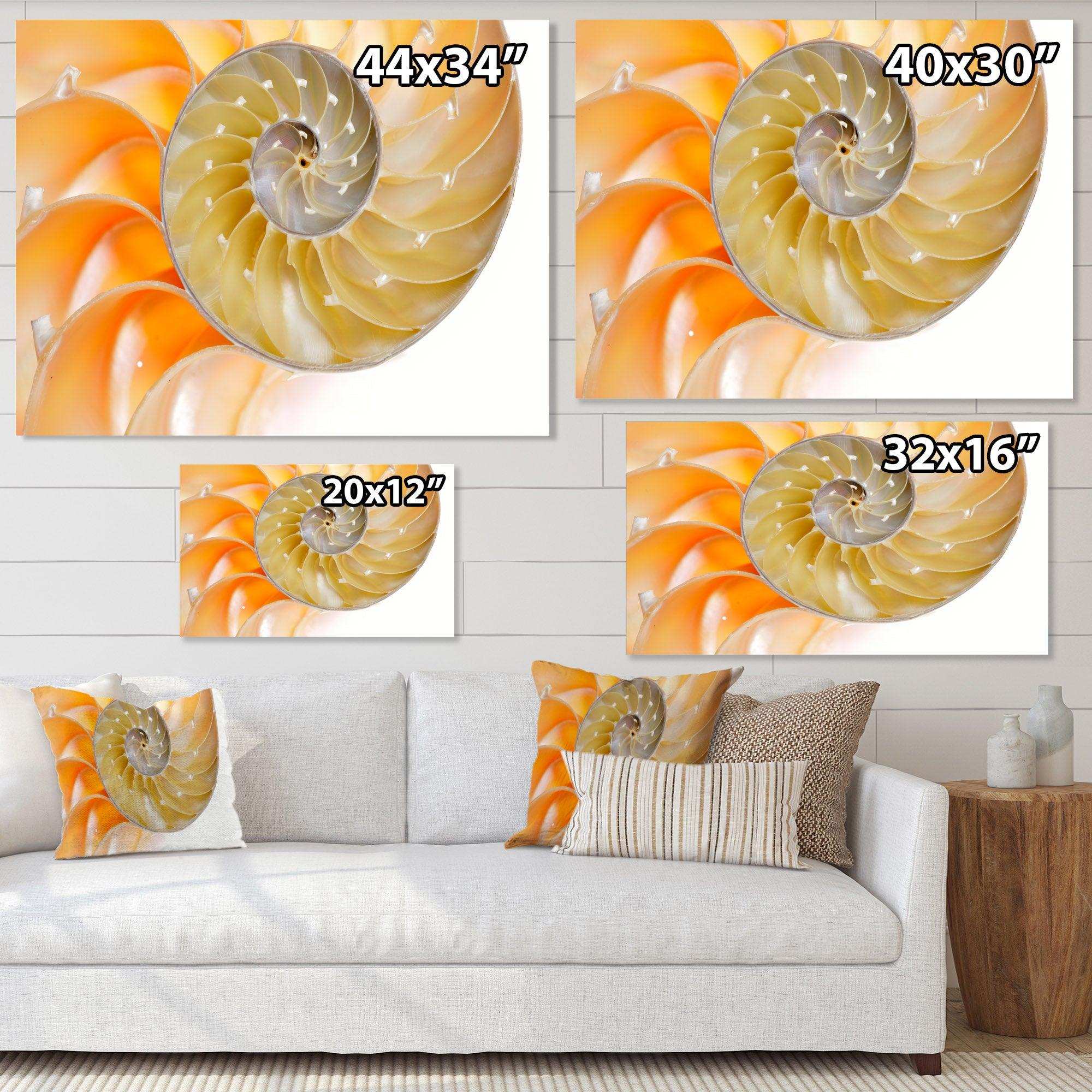 Isolated Nautilus Shell - Nautical & Coastal Bedroom Wall Art