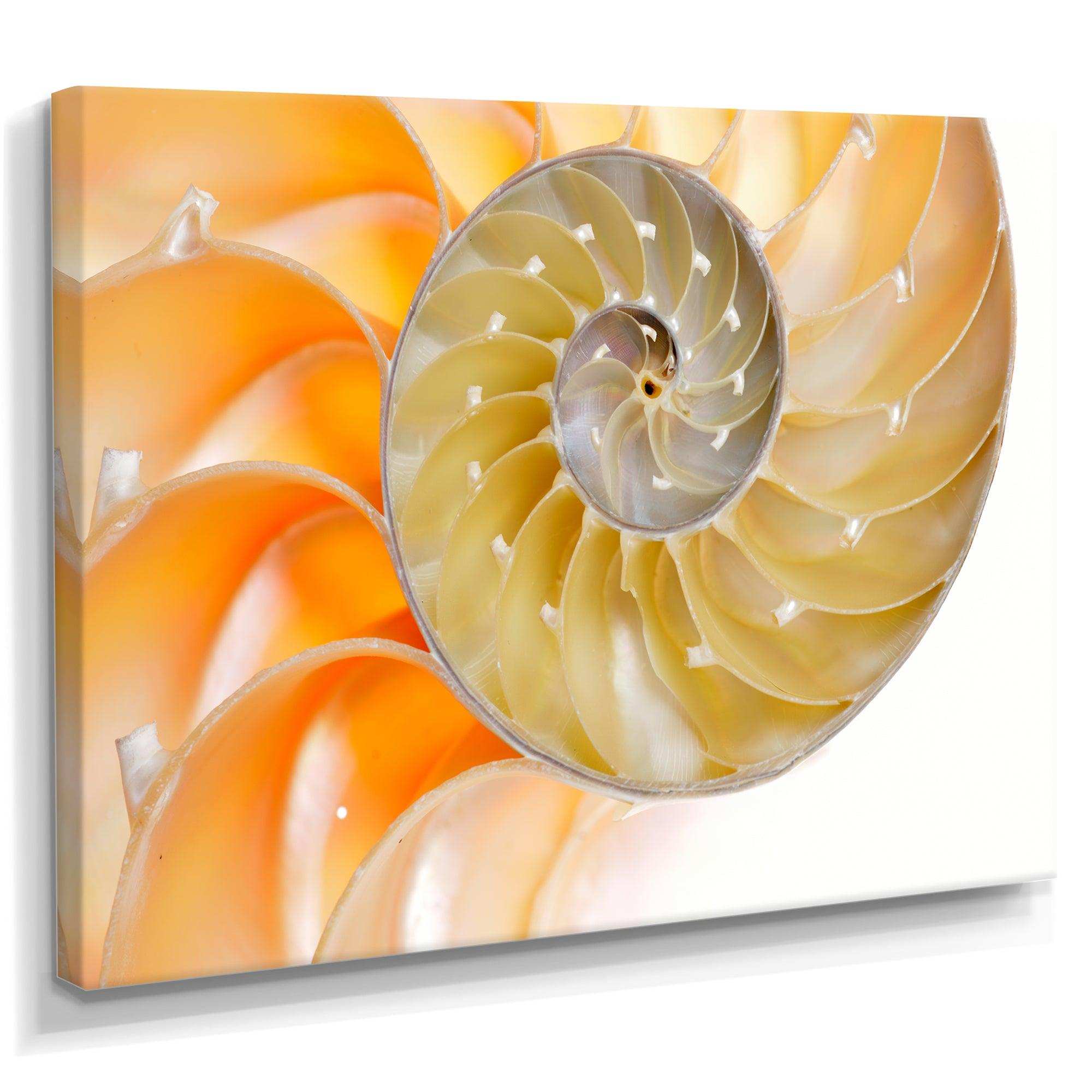 Isolated Nautilus Shell - Nautical & Coastal Bedroom Wall Art