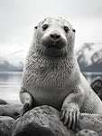 Seal and Sea Lion wall art