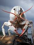 Crayfish wall art