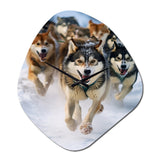 Alaska Dog Sledding III - Asymmetric Metal Wall Clock