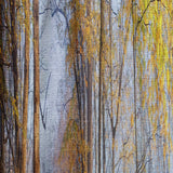 Yellow Morning in Forest Panorama - Landscape Curtain - 1 Panel