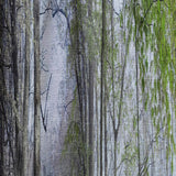Morning Forest Panoramic View - Landscape Curtain - 1 Panel