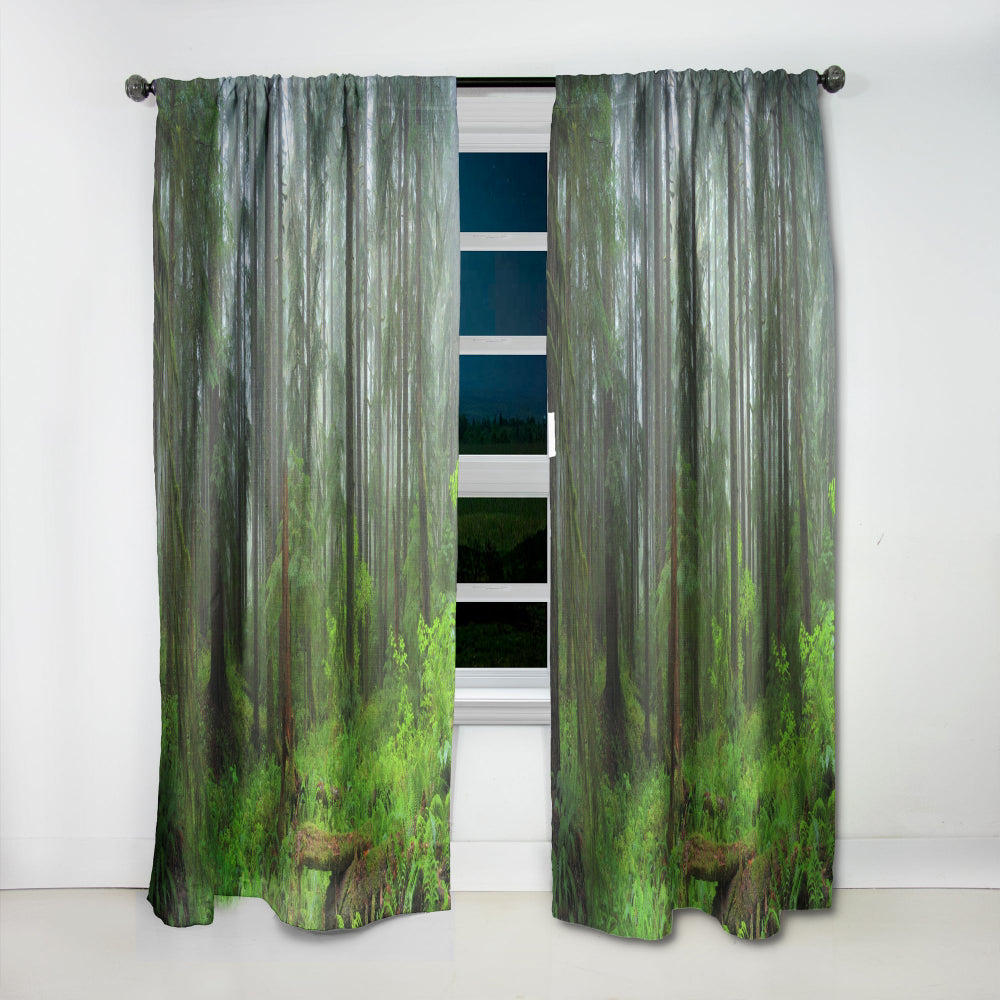 Hoh Rain Forest - Landscape Curtain - 1 Panel