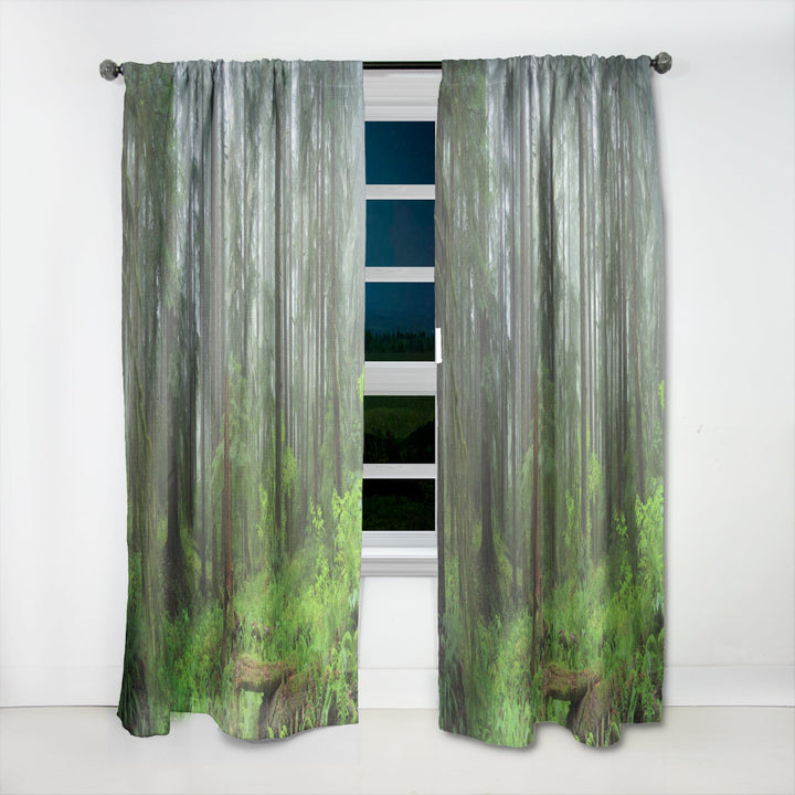Hoh Rain Forest - Landscape Curtain - 1 Panel