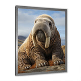 Walrus Majestic Ivory - Brown Walrus Wall Art