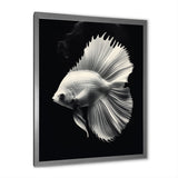 Golden Glint And Graphite A Butterflyfish - Butterfly Fish Wall Decor
