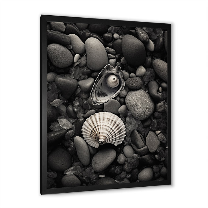 Monochrome Seashells &amp; Stones - Gray Seashell Wall Art
