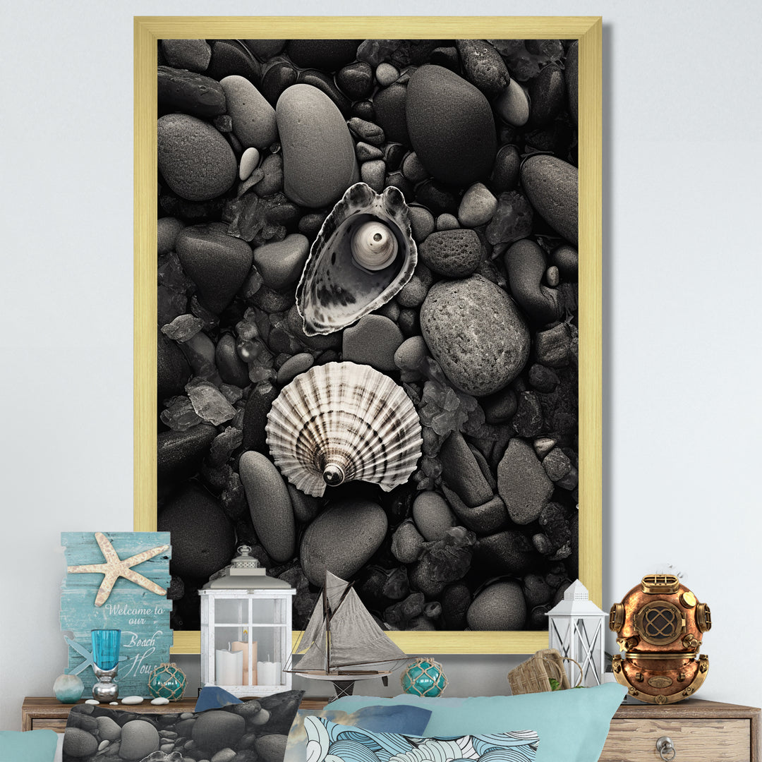 Monochrome Seashells &amp; Stones - Gray Seashell Wall Art