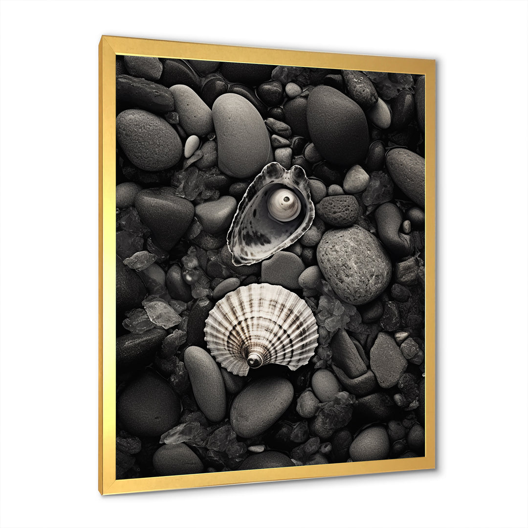 Monochrome Seashells &amp; Stones - Gray Seashell Wall Art