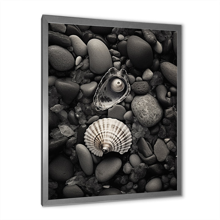 Monochrome Seashells &amp; Stones - Gray Seashell Wall Art