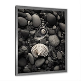 Monochrome Seashells & Stones - Gray Seashell Wall Art