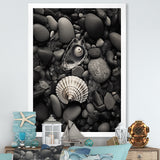 Monochrome Seashells & Stones - Gray Seashell Wall Art
