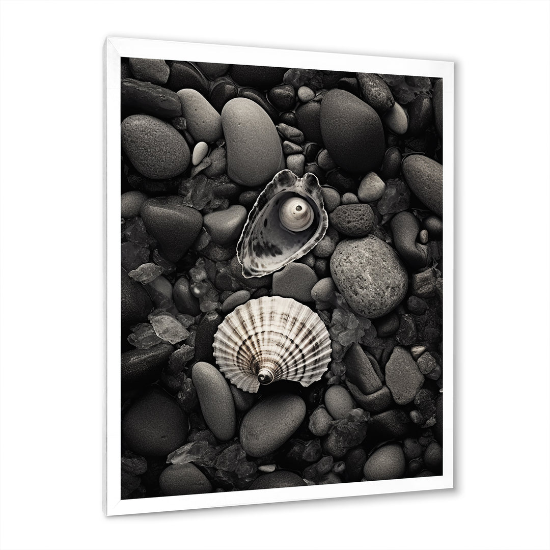Monochrome Seashells &amp; Stones - Gray Seashell Wall Art
