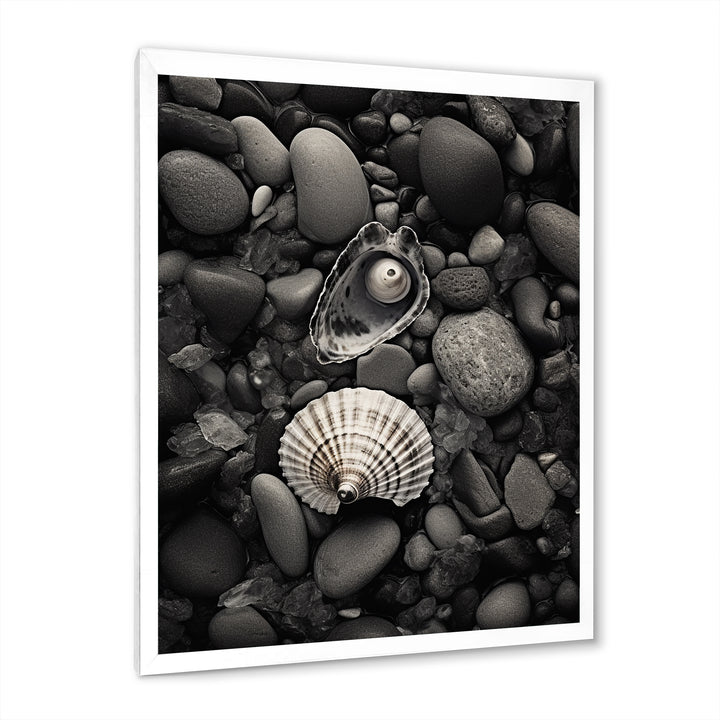 Monochrome Seashells &amp; Stones - Gray Seashell Wall Art