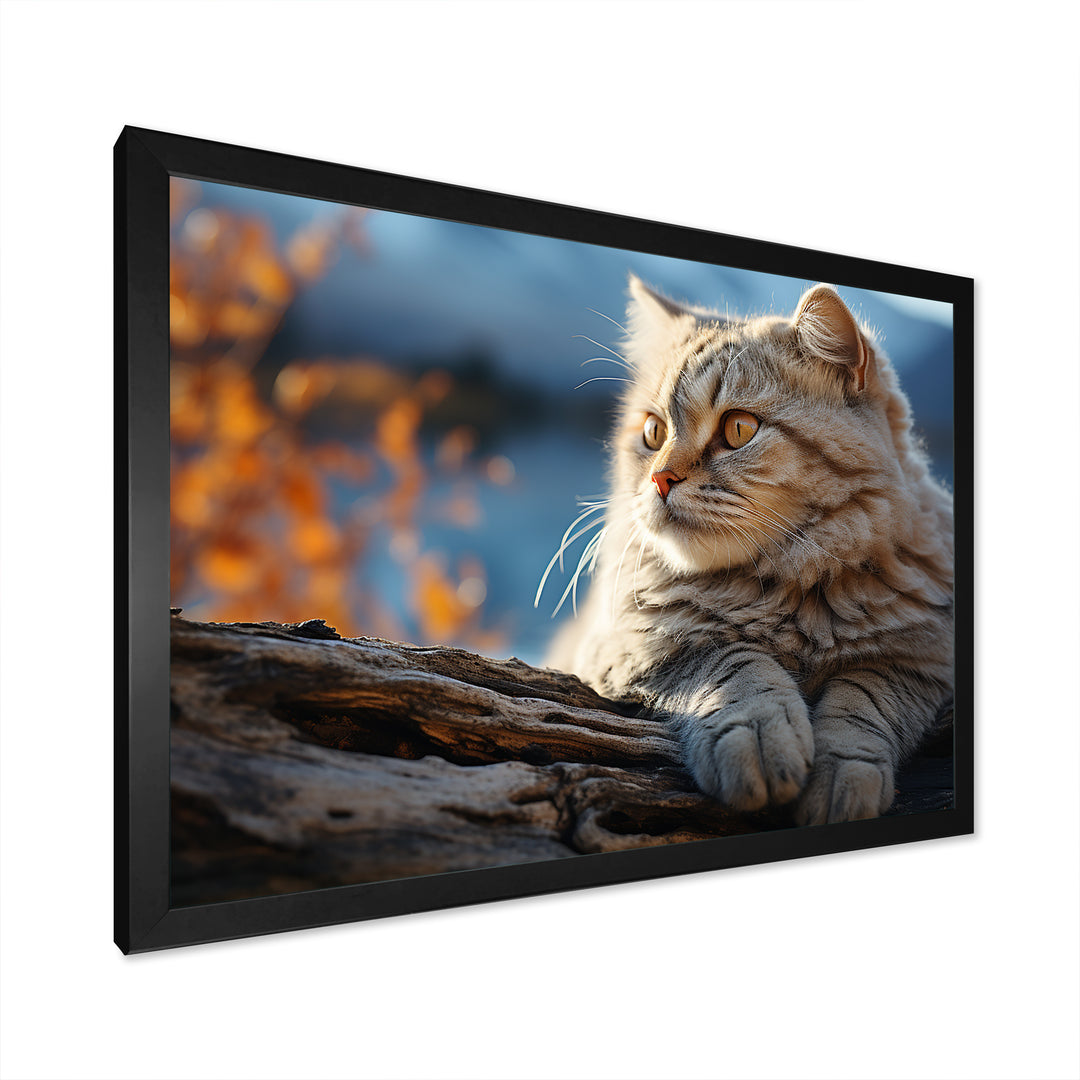 Cat Scottish Fold Serenity - Cat Living Room Wall Art
