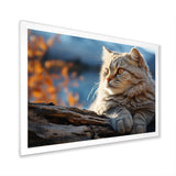 Cat Scottish Fold Serenity - Cat Living Room Wall Art
