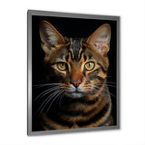 Cat Toyger Tigress Portrait - Brown Cat Wall Art