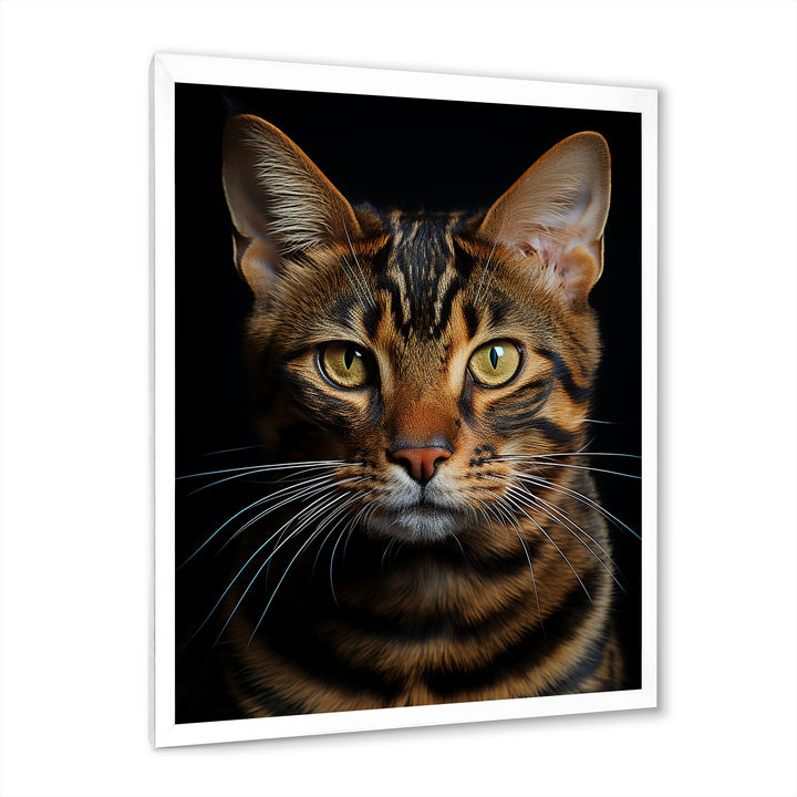 Cat Toyger Tigress Portrait - Brown Cat Wall Art