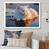 Cat Tranquility On Beach - Cat Framed Canvas Art