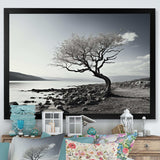 Beautiful Tree Black And White Lake Photography - Cottage Canvas Wall Art