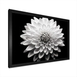 Dahlia In Monochrome Black And White - Floral Canvas Wall Art