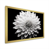 Dahlia In Monochrome Black And White - Floral Canvas Wall Art