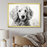Poodle Pizazz - Dog Wall Art Prints