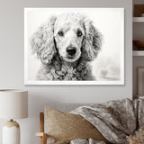 Poodle Pizazz - Dog Wall Art Prints