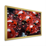 Dreamy Ladybug Reflections - Ladybug Wall Art Prints