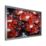 Dreamy Ladybug Reflections - Ladybug Wall Art Prints